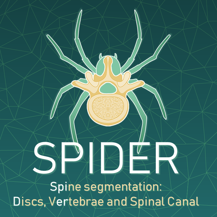 Logo for SPIDER Baseline nnU-Net